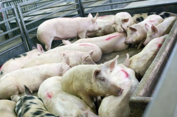 Import wieprzowiny: Chłodzone elementy z Niemiec i Danii
