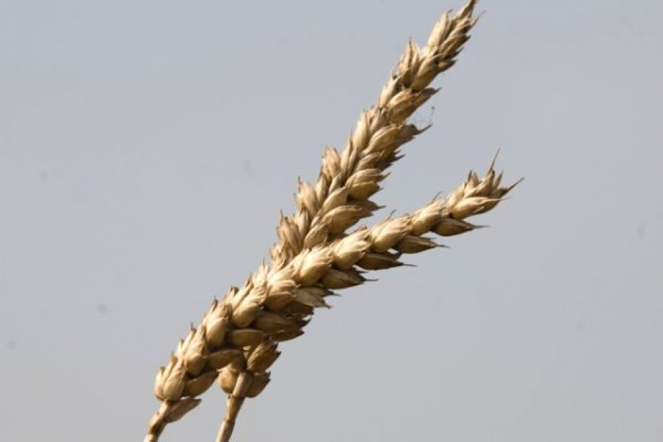 IGC podwyższa prognozę zbiorów pszenicy w sezonie 2011/2012