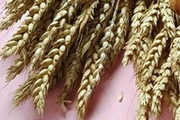Pojawienie się większej ilości ukraińskiego zboża na rynku powinno przynieśc spadek cen w eksporcie. Strategie Grains podwyższa szacunek unijnej produkcji zbożowej