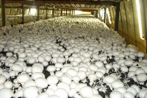 Za pieczarki w hurcie trzeba zapłacić od 4,25 zł do 6 zł/kg Analiza portalu: Ceny pieczarek w hurcie wahają się od 4,25 zł do 6 zł/kg