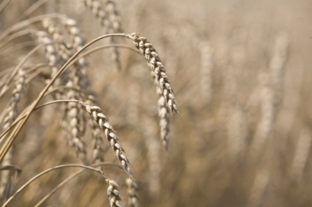 W bieżącym sezonie światowe zapotrzebowaniena zboża przekroczy produkcję Globalna produkcja zbóż wzrośnie do rekordowego poziomu 1819 mln ton