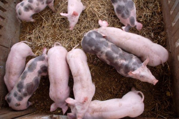 Cena tuczników nie spada, lecz rośnie