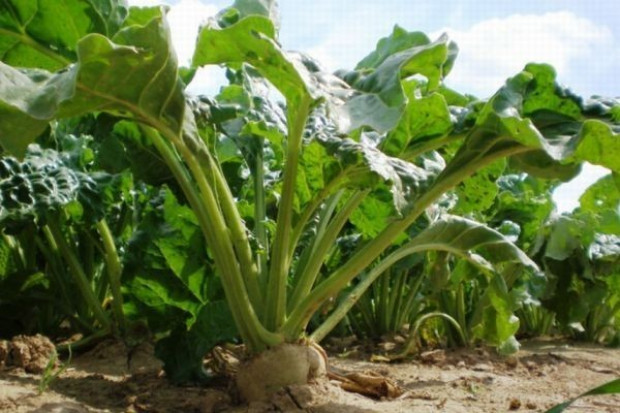 Za buraki w hurcie trzeba zapłacić 0,45 zł do 0,60 zł/kg Analiza portalu: Za buraki w hurcie trzeba zapłacić od 0,45 zł do 0.60 zł/kg