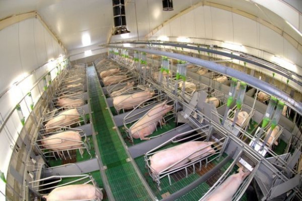 Tydzień temu zakłady mięsne za kilogram żywca płaciły przeciętnie 5,39 zł netto Cen trzody chlewnej: Mamy nowy rekord