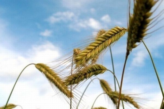 Według Strategie Grains, w przyszłym sezonie Unia wyprodukuje niemal 290 mln ton zbóż W przyszłym sezonie o 2 proc. wzrośnie produkcja zbóż w UE