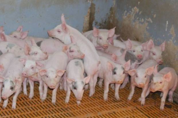 Spada pogłowie świń, ale rośnie wydajność produkcji