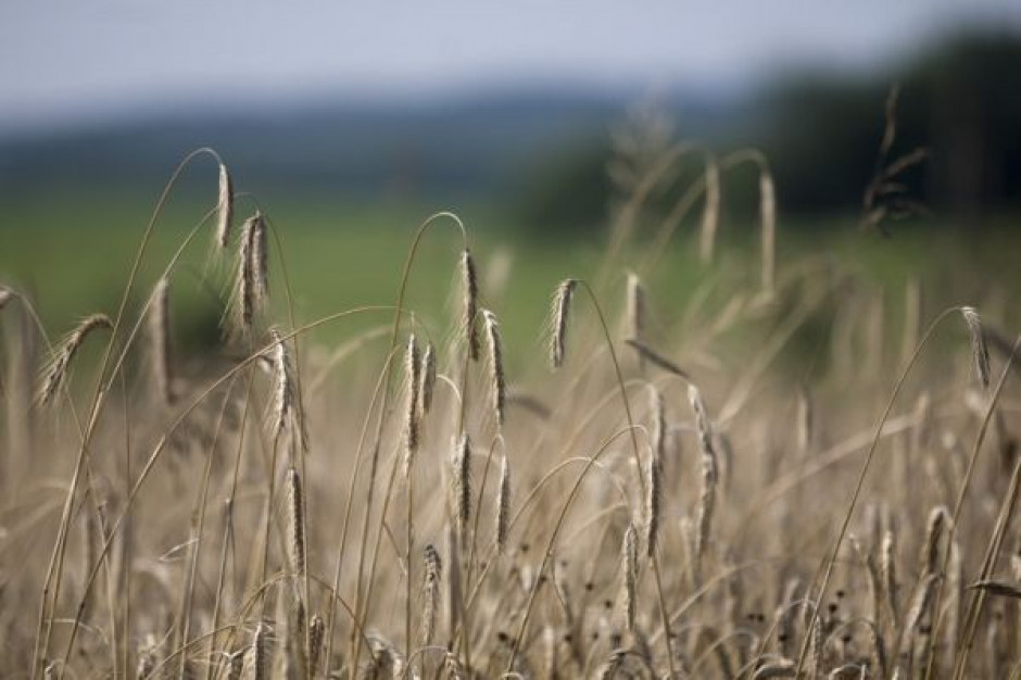 Straty w oziminach dotyczą aż 40 proc. zasiewów na Ukrainie FAMMU/FAPA: Zbiory zbóż ozimych na Ukrainie znacznie mniejsze z powodu mrozów