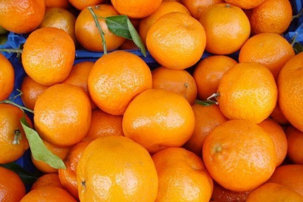 Produkcja mandarynek i grejpfrutów będzie zbliżona do poprzedniego sezonu Mniejsze zbiory pomarańczy i cytryn w sezonie 2011/2012