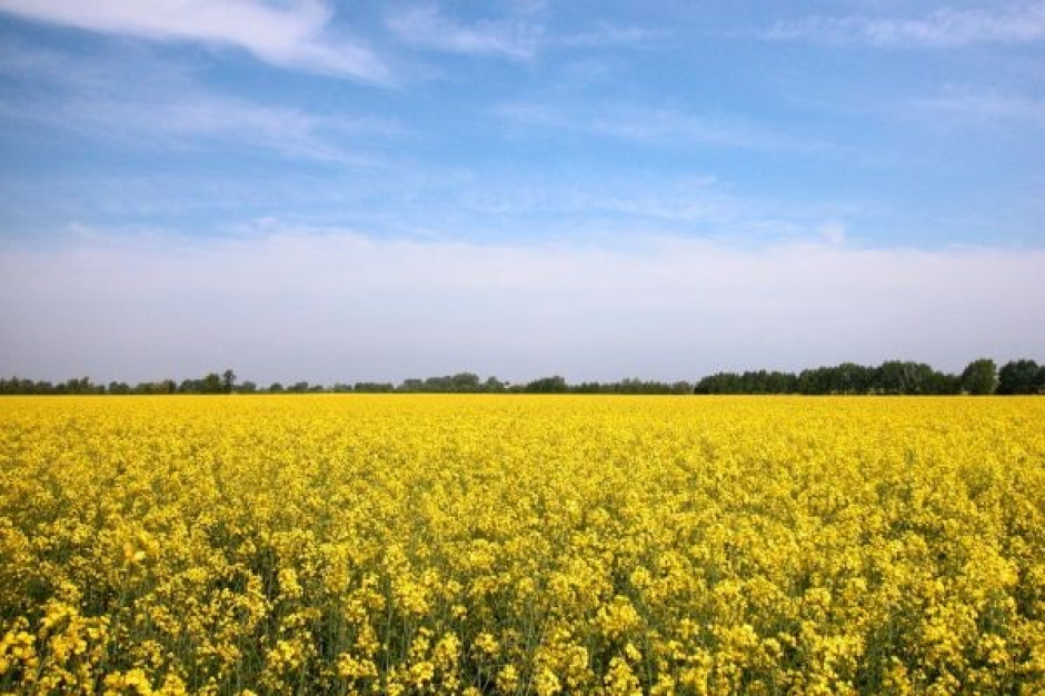 Mrozy mogły wyrządzić szkody w plantacjach rzepaku w Polsce, na Ukrainie i w Niemczech Podaż rzepaku w tym sezonie raczej nie wzrośnie