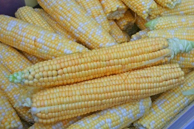 W Polsce nie odnotowano upraw GMO USA światowym gigantem w uprawach GMO