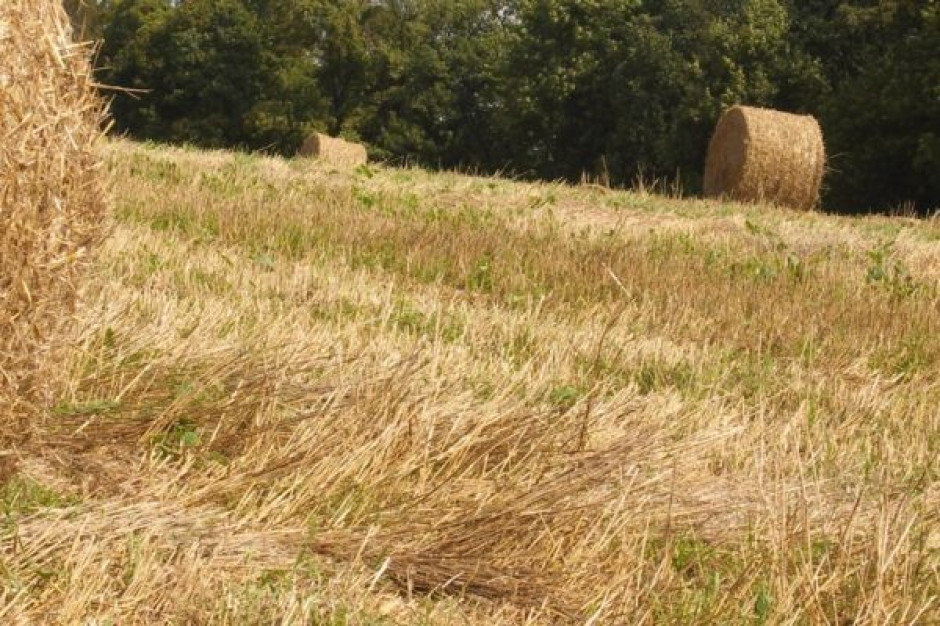 Preparaty na bazie szczepów probiotycznych mikroorganizmóww wykorzystuje około 3 proc. gospodarstw w Polsce Coraz więcej rolników stosuje biopreparaty