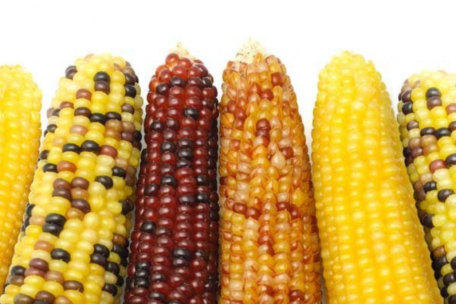 Brak porozumienia w sprawie GMO