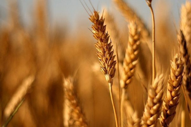 Według prognozy FAO, światowa produkcja pszenicy w sezonie 2012/2013 wyniesie 690 mln ton Dobre perspektywy dla rynku pszenicy, możliwy spadek cen zbóż