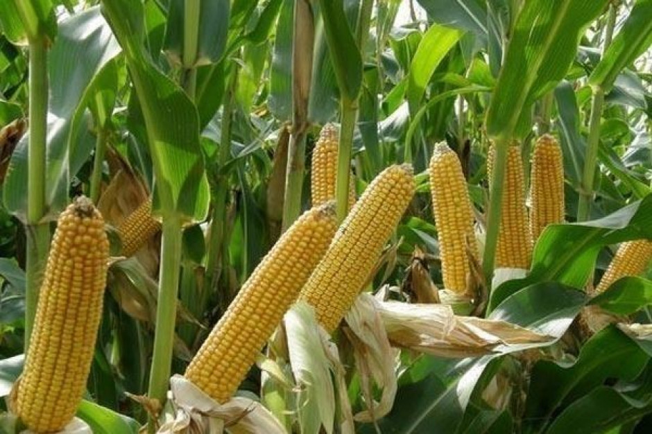 Zapowiadają sie rekordowe areały kukurydzy