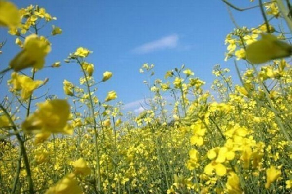 W niektórych regionach kraju straty w uprawach rzepaku sięgają nawet 90 proc. Producenci rzepaku szacują straty w 40 proc. upraw