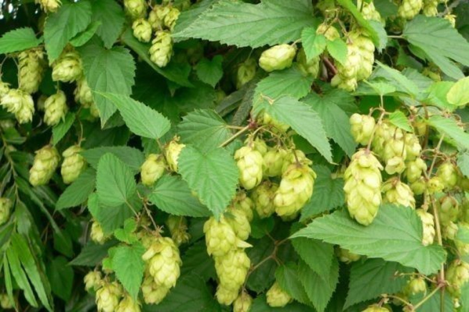 Polska jest czwartym po Niemczech, Czechach i Słowenii producentem chmielu w Unii Europejskiej Plantatorzy chmielu i producenci browarów spierają się o surowiec