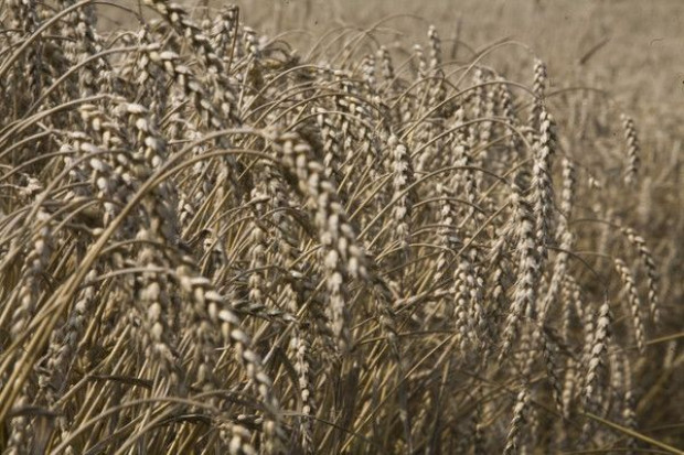 Zbiory zbóż w 2012 r. niższe niż w latach poprzednich