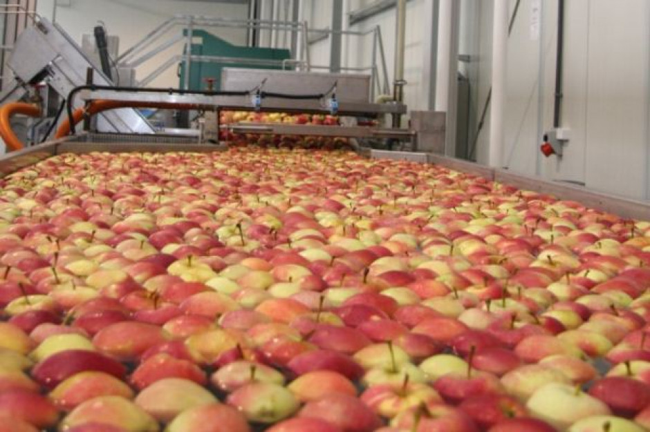 Produkcja jabłek może wzrosnąć
