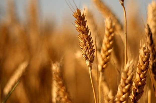 USDA obniżyła prognozy światowej produkcji i spodziewanych zapasów pszenicy Analitycy podnoszą prognozę zbiorów zbóż w UE