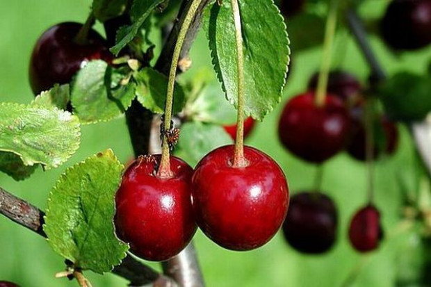 Tegoroczna produkcja wiśni w USA może być mniejsza nawet o około 70 proc. Możliwy wzrost popytu na mrożone wiśnie europejskie ze strony USA
