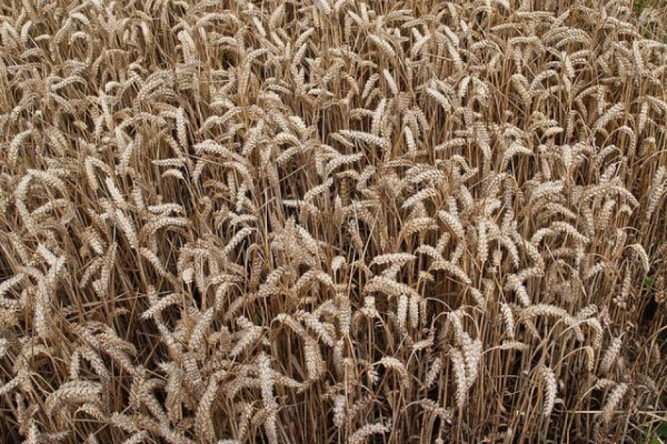 Oficjalne prognozy wskazują na produkcję pszenicy pomiędzy 46 mln ton a 49 mln ton. Jest to znaczący spadek wobec 57 mln ton przewidywanych na początku roku Rosja tnie prognozy zbiorów zbóż