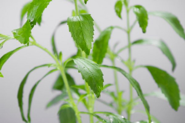 Fot. ŻelaznaStudio Cargill inwestuje w opracowywanie nowych receptur wykorzystania stewii
