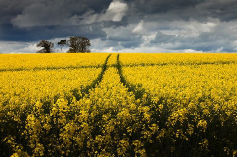 Według wstępnych szacunków GUS-u, tegoroczne plony rzepaku mogą wynieść na 1,56 - 1,64 mln ton, tj. o 12 - 16 proc. mniej niż w 2011 roku Zabraknie rzepaku, zarówno na cele energetyczne jak i spożywcze