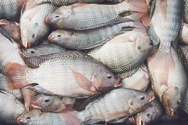 Tilapia jest rybą słodkowodną z gatunku okoniowatych, pochodzącą z Afryki. Należy do pierwszej piątki najczęściej spożywanych ryb na świecie. Popularna jest m.in. w USA, a jej spożycie z roku na rok rośnie. Największym producentem tej ryby są Chiny. fot.seatglobal.eu Global Fish uruchomił inwestycję za 45 mln zł. Polskie tilapie trafią na rynek pod koniec roku