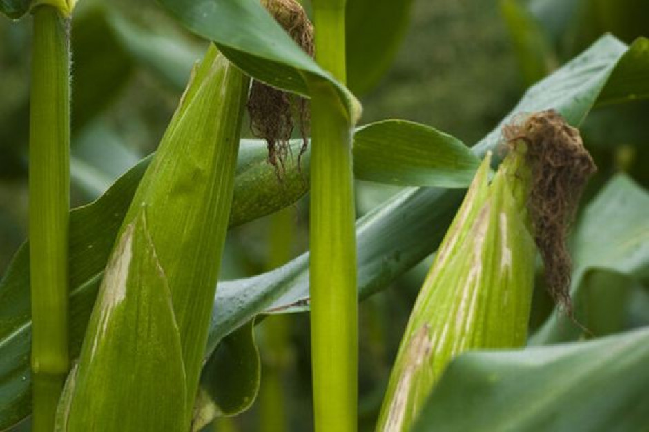 Skokowy wzrost zbiorów kukurydzy poprawił bilans zbożowy