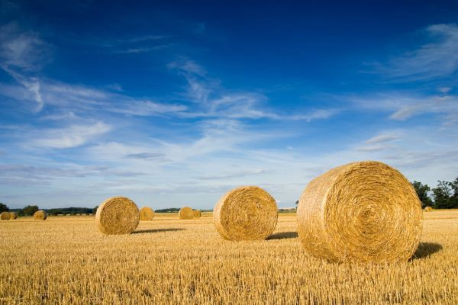 Fot. Fotolia Strategie Grains: Tegoroczne zbiory zbóż w UE są niższe o 5,4 proc.