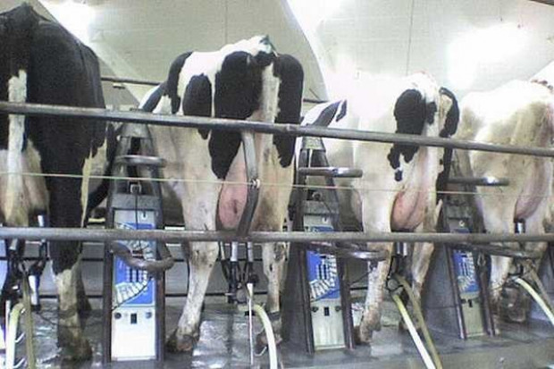Jeśli skup mleka nie zwolni, na koniec roku kwotowego grozi nam 3-proc. nadprodukcja Będzie kara za przekroczenie kwoty mlecznej? Grozi nam 3-proc. nadprodukcja