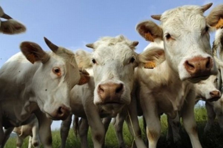 Spadkowa tendencja ubojów przemysłowych bydła