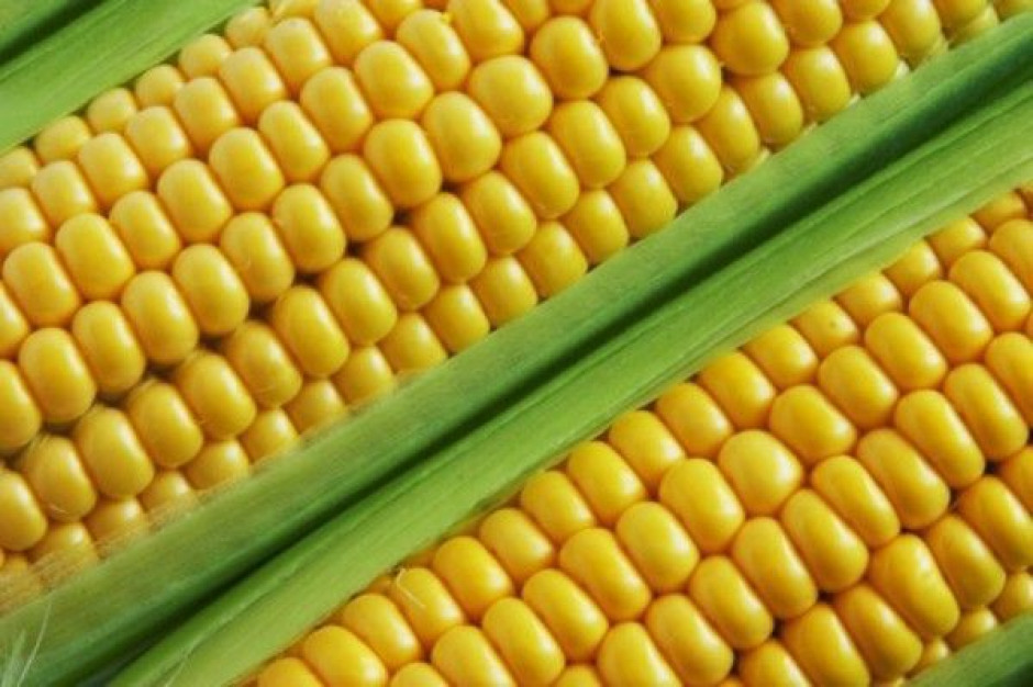 Minister rolnictwa: Polska będzie wolna od upraw GMO