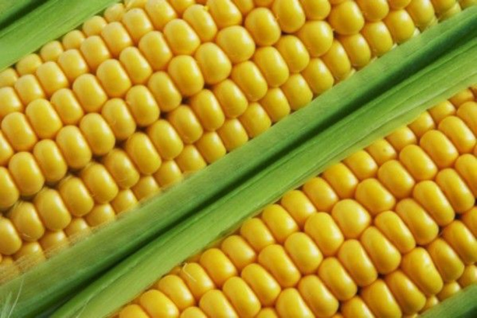 EFSA: Pyłki kukurydzy GMO są bezpieczne