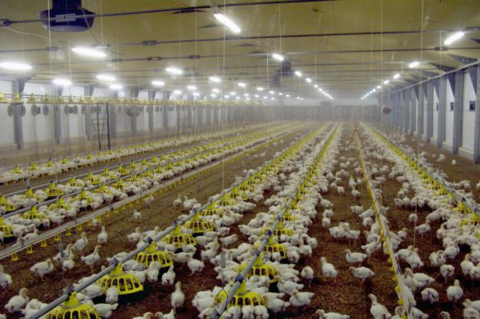 Na 2013 r. analitycy przewidują poprawę rentowności produkcji drobiu Opłacalność produkcji żywca drobiowego w UE najniższa od 8 lat