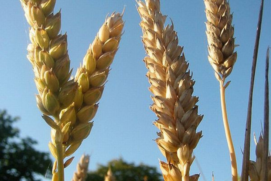 FAO: Prognozy na 2013 r. wskazują na wzrost światowej podaży pszenicy