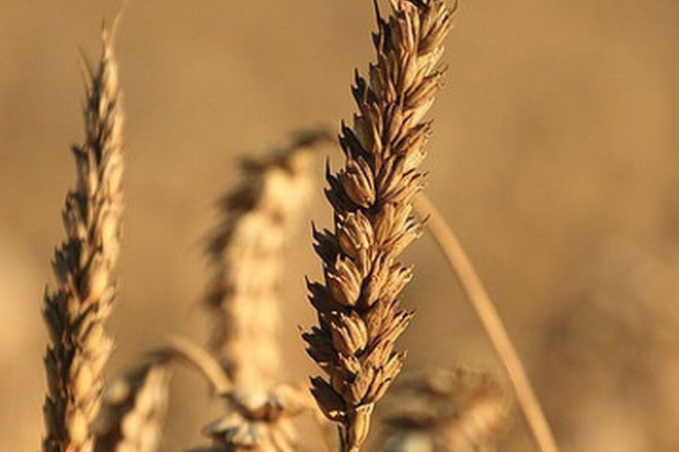 Produkcja pszenicy na świecie w sezonie 2013/14 oczekiwana jest na poziomie 682 mln t, czyli o 4 proc. wyższym od szacowanej na 656 mln t produkcji w sezonie bieżącym Produkcja pszenicy wzrośnie o 4 proc. Zwiększy się też konsumpcja