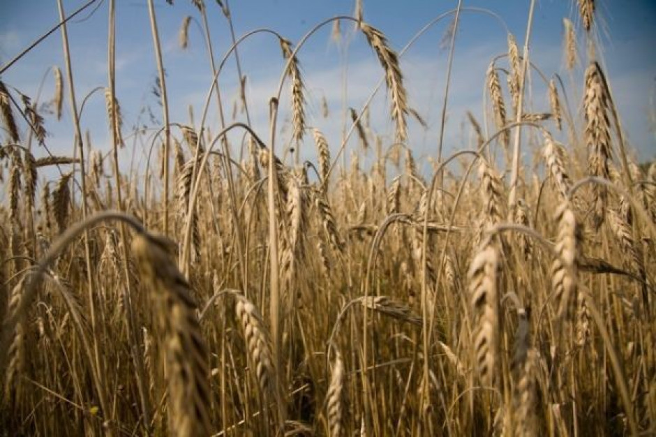 Spadki cen zbóż po żniwach będą niewielkie