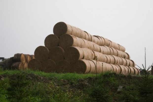 Agroton jest największym producentem nasion słonecznika na Ukrainie Agroton wypracował 6,76 mln USD zysku w 2012 r.