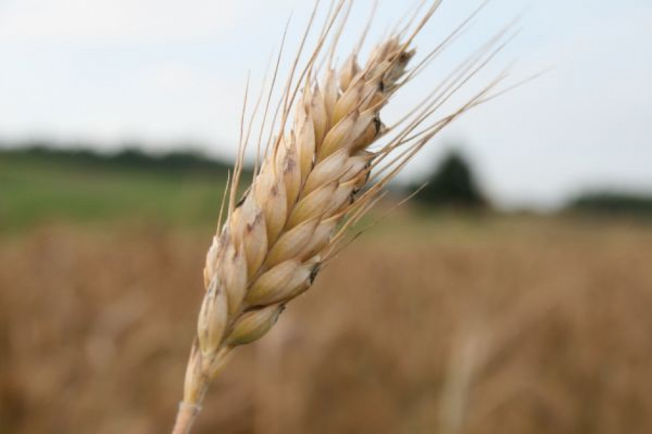 Ceny skupu zbóż podstawowych uległy obniżeniu