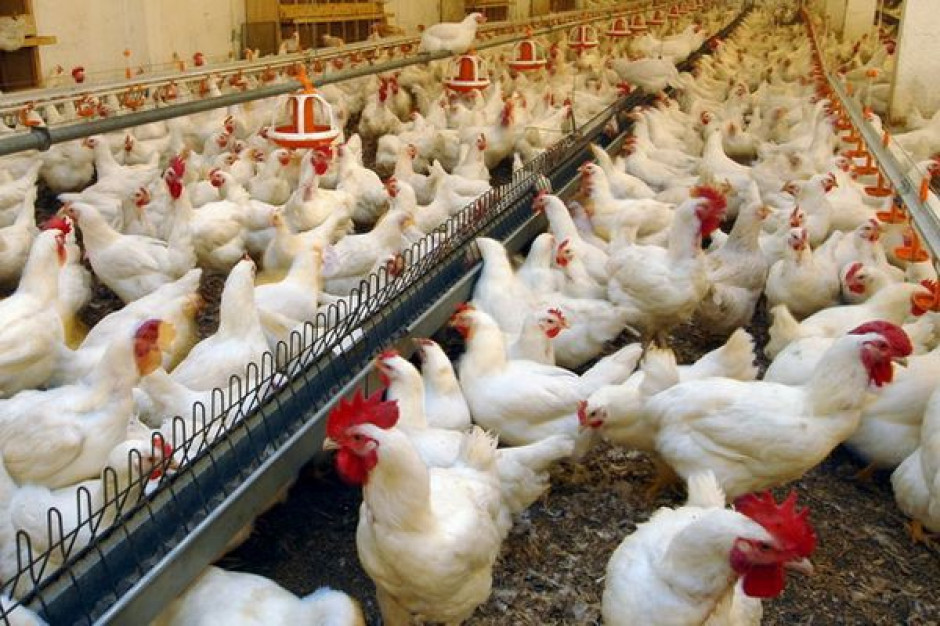 Pogarsza się rentowność produkcji kurcząt brojlerów