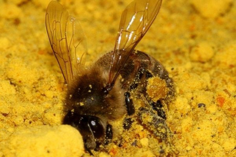 KE nakazuje ograniczenie stosowanie pestycydów aby chronić pszczoły