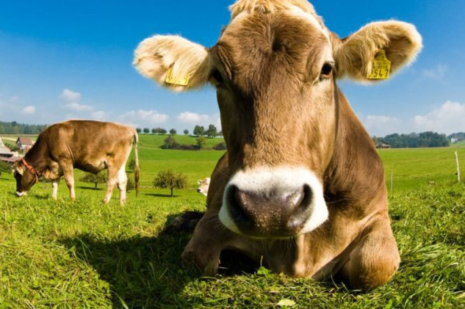 Kryzys w Hiszpanii przyczynia się do wzrostu eksportu bydła