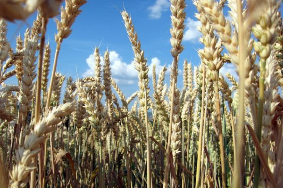 Globalna produkcja pszenicy wyniesie poniżej 700 mln ton