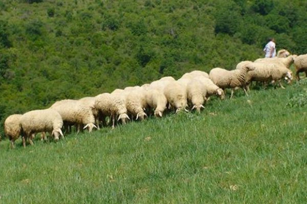 (Żródło fot.: www.agnellodelcentroitalia.it) Agnello del Centro Italia w unijnych rejestrach