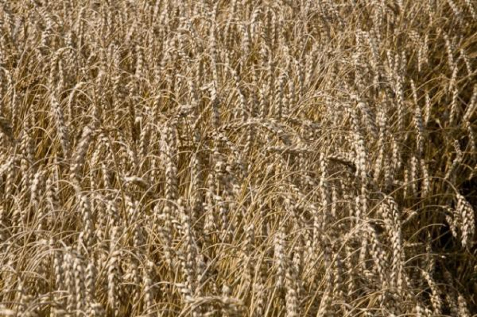IERiGŻ: Zbiory zbóż będą mniejsze niż rok temu