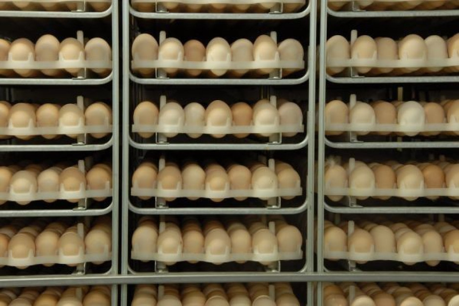 Producenci jaj masowo ubijają kury nioski
