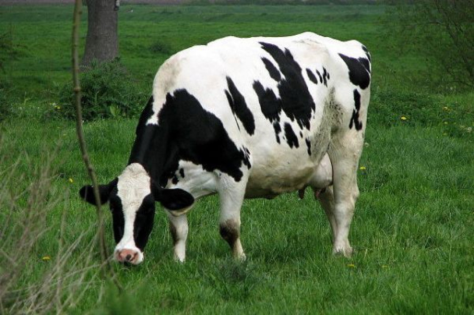 Odnotowana obniżka cen mleka ma charakter sezonowy i ze statystycznego punktu widzenia jest niewielka Większe obniżki cen mleka możliwe pod koniec roku
