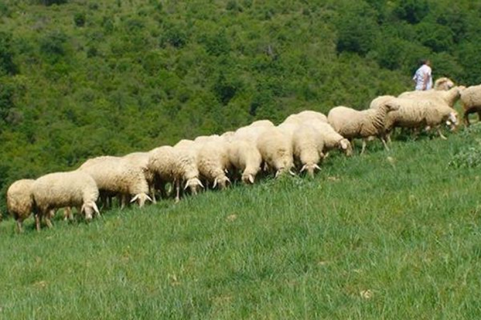 Produkcja mięsa owczego będzie rosła
