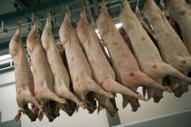 Mięso znalezione w kwietniu w ukrytym pomieszczeniu chłodni k. Białej Rawskiej nie nadawało się do spożycia Antybiotyki i salmonella w mięsie z ukrytej chłodni k. Białej Rawskiej